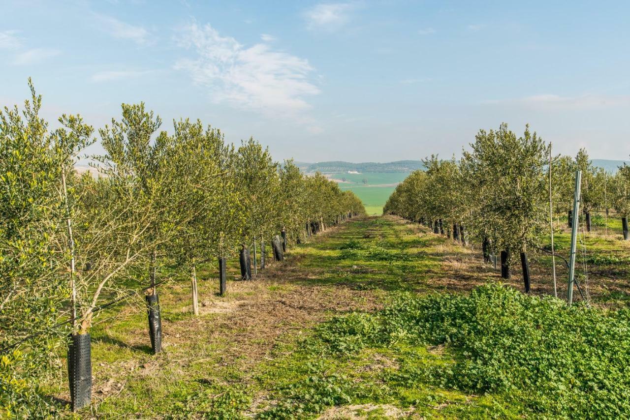 Vivienda Rural Olivar De San Telmo Аркос де ла Фронтера Экстерьер фото