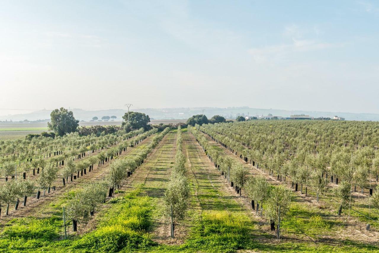 Vivienda Rural Olivar De San Telmo Аркос де ла Фронтера Экстерьер фото