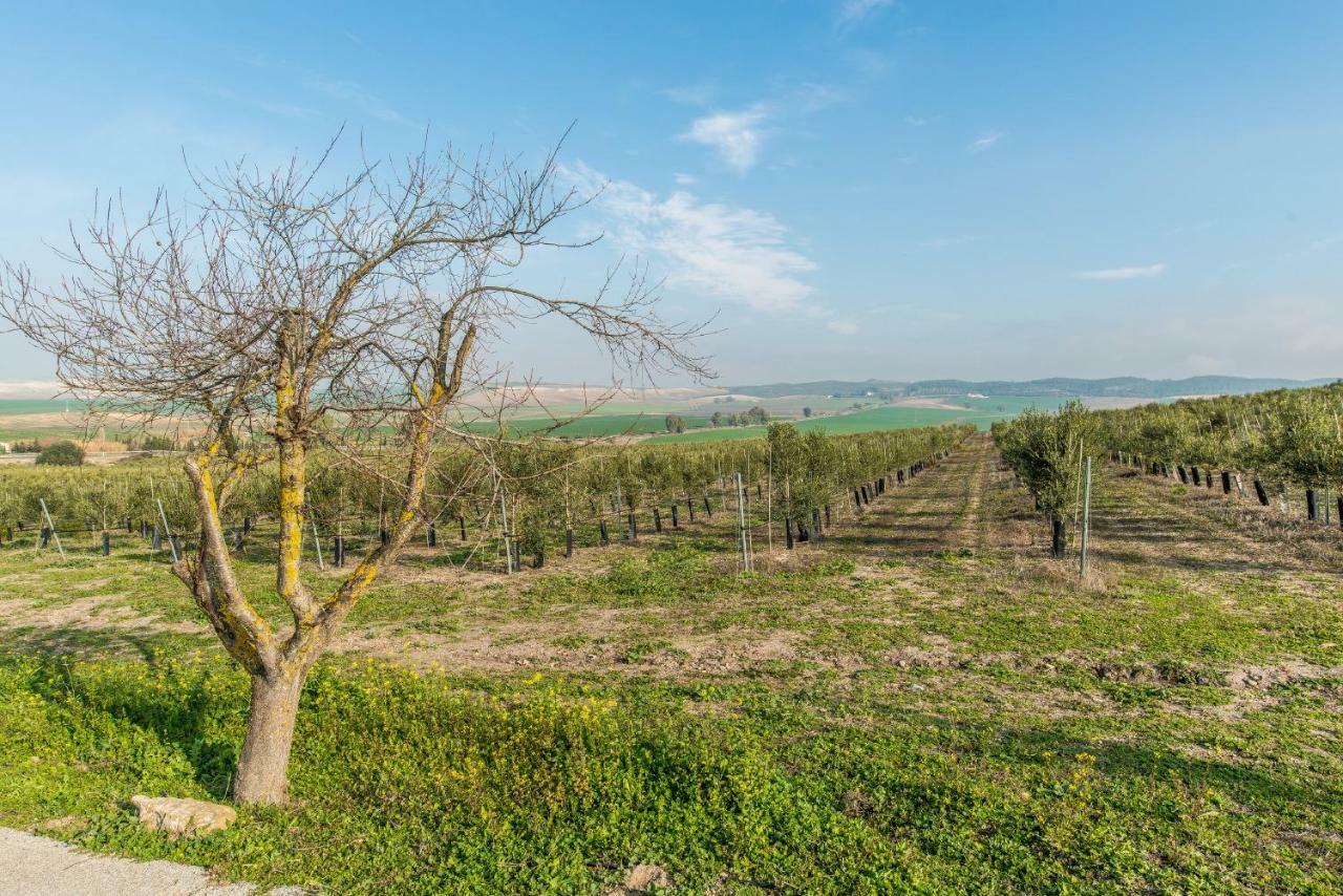 Vivienda Rural Olivar De San Telmo Аркос де ла Фронтера Экстерьер фото